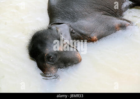 Un branco di elefanti adottare un bagno, Sri Lanka Foto Stock