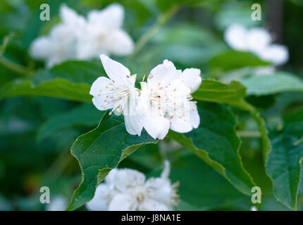 White Jasmine fiori Foto Stock