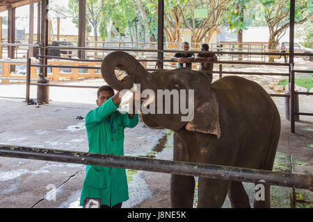 Editoriale: PINNAWALA, SRI LANKA, 7 Aprile 2017 - L'elefante calf essendo alimentati con il latte, a Pinnawala l'Orfanotrofio degli Elefanti Foto Stock