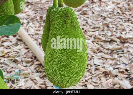 Close-up di un jackfruit appeso a un albero. Il fuoco selettivo sulla frutta. Foto Stock