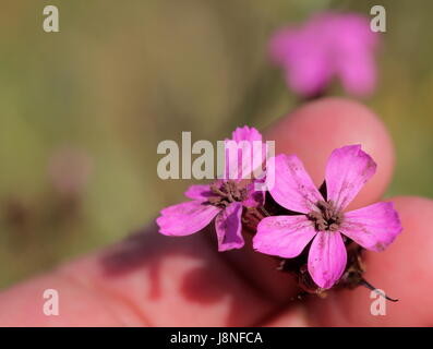 Due fiori di Dianthus carthusianorum certosini (rosa). Foto Stock