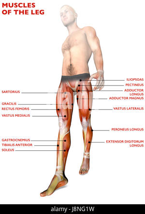 I muscoli delle gambe, corpo umano, anatomia, sistema muscolare. Il rendering 3D Foto Stock