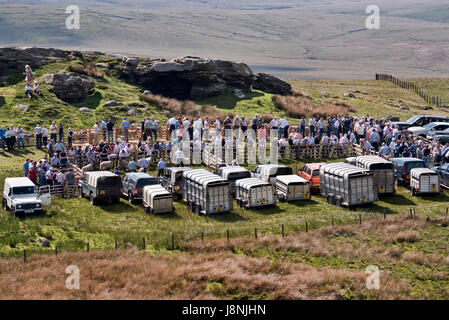 La 64th Tan Hill Open Swaledale Spettacolo delle Pecore detenute accanto al Tan Hill Inn, North Yorkshire, maggio 2017. Foto Stock