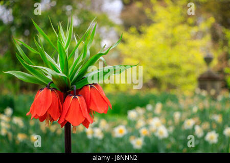 Il grande bold fiori arancione della corona imperiale (Frittilaria imperialis) dominano la molla aiuole del giardino. Foto Stock