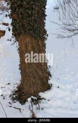 Reh hat bei Schnee, Schneelage in einem harten inverno Efeu abgefressen, Verbiss durch Reh, Reh-Wild, Spuren der Nahrungssuche, Verbiss-Schaden, Capreo Foto Stock