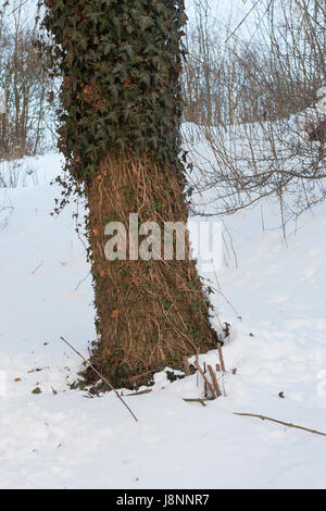 Reh hat bei Schnee, Schneelage in einem harten inverno Efeu abgefressen, Verbiss durch Reh, Reh-Wild, Spuren der Nahrungssuche, Verbiss-Schaden, Capreo Foto Stock