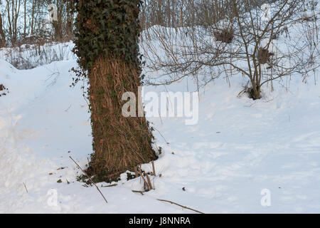 Reh hat bei Schnee, Schneelage in einem harten inverno Efeu abgefressen, Verbiss durch Reh, Reh-Wild, Spuren der Nahrungssuche, Verbiss-Schaden, Capreo Foto Stock