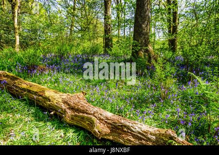 Un albero caduto distesa su un tappeto di bluebells. Foto Stock