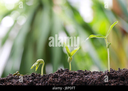 Il verde di germogli di soia sul terreno in un orto e hanno natura sfondo bokeh di fondo per il concetto di crescita e di agricoltura. Foto Stock