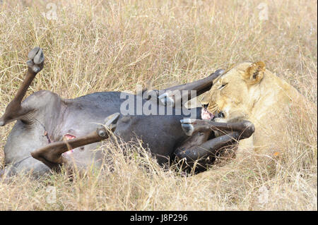 Leonessa (Panthera leo) alimentazione sulla carcassa di un appena pescati Gnu blu (Connochaetes taurinus), il parco nazionale del Serengeti, Tanzania Foto Stock