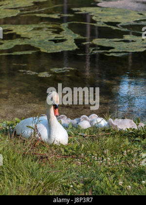 Cigno Bianco e grigio anatroccoli in Mosigo Lago - Dolomiti italiane scenario delle Alpi Foto Stock