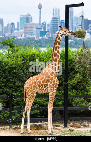 Tarronga zoo giraffe con skyline di Sydney. NSW. Australia. Foto Stock