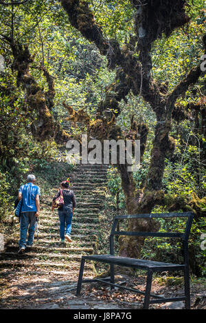 Persone il rafforzamento sul sentiero di Panchase Trek Kaski, Nepal. Foto Stock