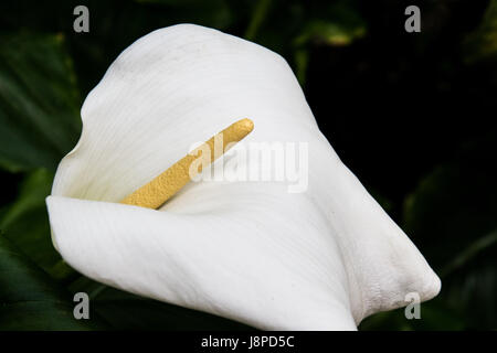 Arum lily, zantedeschia aethiopica Foto Stock