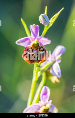 Orchid Hummel-Ragwurz (Ophrys holoserica) vicino Neuffen sul Swabian Alb. Foto Stock
