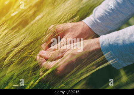 Agronomo esaminando le orecchie delle colture di frumento in campo agricolo di attività e di occupazione, Responsabile allevamento e il controllo della crescita della pianta e d Foto Stock