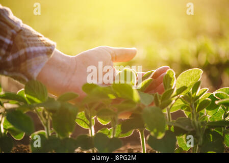 Ravvicinata di un agricoltore femmina lato esaminando pianta di soia foglia coltivato in campo agricolo, agricoltura e protezione delle colture Foto Stock