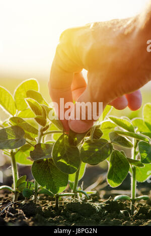 Close up dei maschi di agricoltore esaminando a mano di soia di foglie di piante coltivate in campo agricolo, agricoltura e protezione delle colture Foto Stock