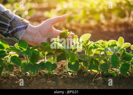 Ravvicinata di un agricoltore femmina lato esaminando pianta di soia foglia coltivato in campo agricolo, agricoltura e protezione delle colture Foto Stock