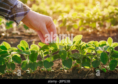 Ravvicinata di un agricoltore femmina lato esaminando pianta di soia foglia coltivato in campo agricolo, agricoltura e protezione delle colture Foto Stock