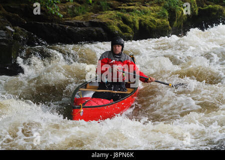 Canoeist maschio in un Canadian open canoa Shooting the Rapids alla coda di serpenti vicino al Ponte delle catene sul fiume Dee in Galles del Nord Foto Stock