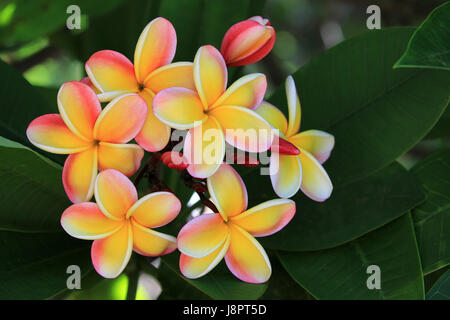 Lei rainbow plumeria fiori, Hawaii Foto Stock