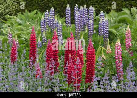 Red Lupin 'My Castello' Lupinus con nepitella e sullo sfondo il lupino azzurro 'Il governatore' Foto Stock