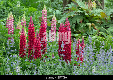 Red Lupin 'My Castello' Lupinus con nepitella e sullo sfondo il lupino azzurro 'Il governatore' Foto Stock