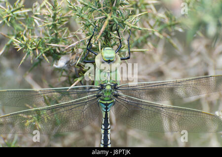 Close-up di neo-emerse imperatore femmina dragonfly (Anax imperator) Foto Stock