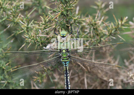 Close-up di neo-emerse imperatore femmina dragonfly (Anax imperator) Foto Stock