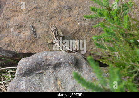 Sabbia femmina lizard (Lacerta agilis) crogiolarsi sulle rocce nel Surrey, Regno Unito Foto Stock