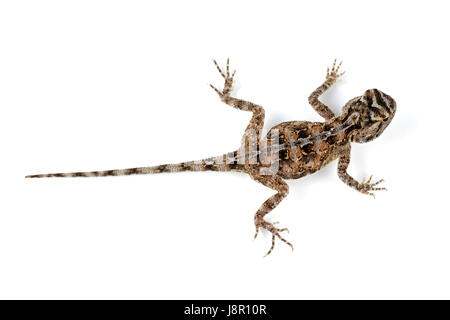 Isolato, femmina, rettili lucertola, Africana, massa isolata, femmina, closeup, Foto Stock