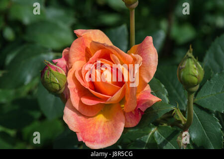 Apertura di fiori e boccioli di albicocca colore rosa, la signora di shalott, crescendo a inizio estate in giardino Foto Stock