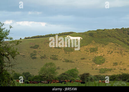 Litlington cavallo bianco nel maggio 2017. chalk downland figura su South Downs hindover sulla collina. Foto Stock