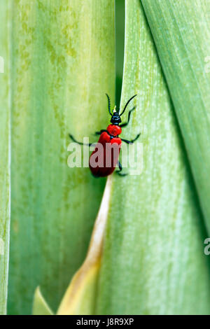 Scarse con testa nera Cardinale Beetle (Pyrochroa coccinea) Foto Stock