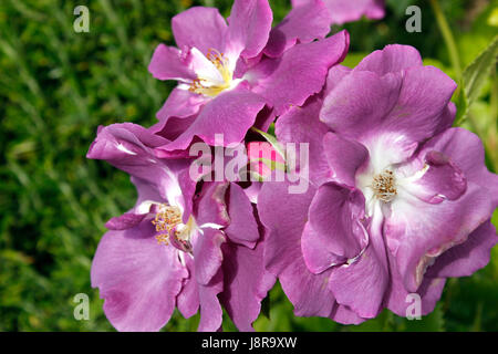 Moderno semi-doppio Floribunda Rose - "Rapsodia in Blu" Foto Stock