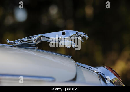 Jaguar Mk.2 salone auto monogramma anteriore e il profilo di salto jaguar mascotte sul cofano (cofano) del bianco Auto. Foto Stock