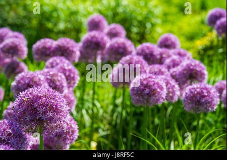 Un sacco di Allium fiori in piena fioritura Foto Stock