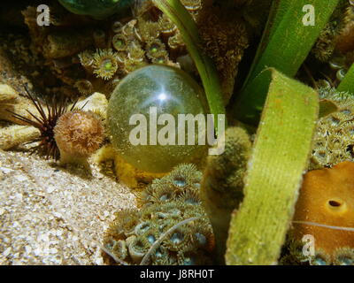 Le alghe Valonia ventricosa, comunemente chiamato bubble alghe o marinai bulbi oculari, subacquea in Mar dei Caraibi Foto Stock