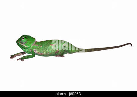 Occhio, organo, rettili, chameleon, strabismo, testa, foraggi, animale, pet, rettile, Foto Stock