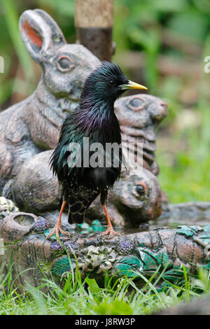 Comune, Starling Sturnus vulgaris anche chiamato European Starling, uccello maschio con un giallo che Bill ha un grigio blu base, anche un occhio nero Foto Stock