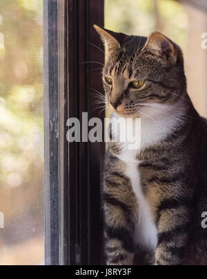 Striped Cat guardando dalla finestra Foto Stock