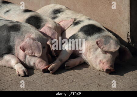 Agricoltura, allevamento, pigro, inerte, fattoria animale, la razza, la barella, maiale, carne, Foto Stock