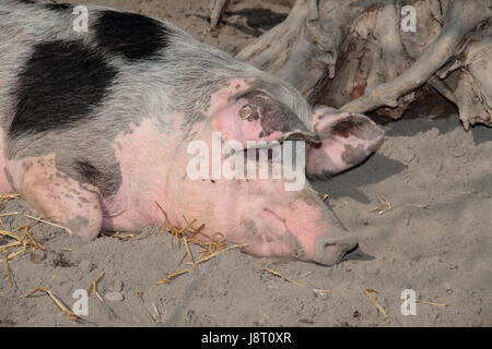 Agricoltura, allevamento, pigro, inerte, fattoria animale, la razza, la barella, maiale, carne, Foto Stock