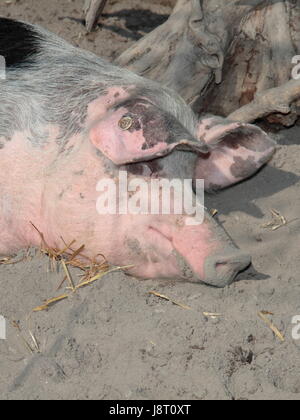 Agricoltura, allevamento, pigro, inerte, fattoria animale, la razza, la barella, maiale, carne, Foto Stock