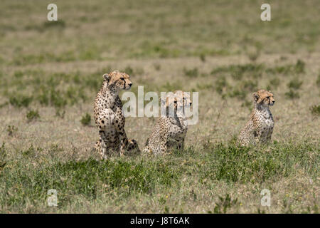 Madre di ghepardo e lupetti, Serengeti Foto Stock