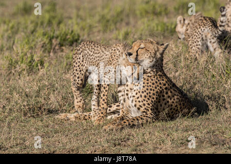 Cheetah mom e lupetti, Tanzania Foto Stock