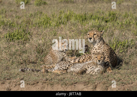 Cheetah mom e lupetti, Tanzania Foto Stock