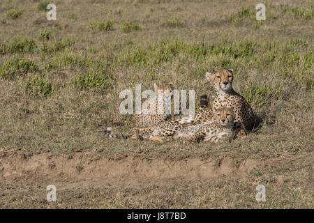 Cheetah mom e lupetti, Tanzania Foto Stock