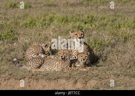 Cheetah mom e lupetti, Tanzania Foto Stock